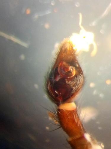 Piratula hygrophila